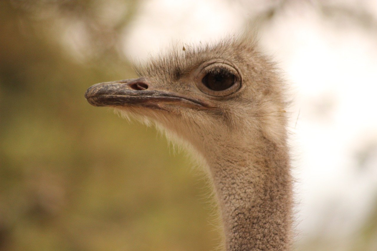 Ostrich Bird Head Beak Bill  - Conrad_ayora / Pixabay