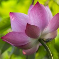 Lotus Flower Pink Flower  - nguyendinhson067 / Pixabay
