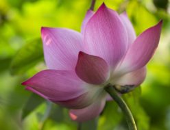 Lotus Flower Pink Flower  - nguyendinhson067 / Pixabay