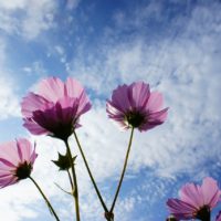 Cosmos Pink Flowers Sky Meadow  - Yujalatte / Pixabay